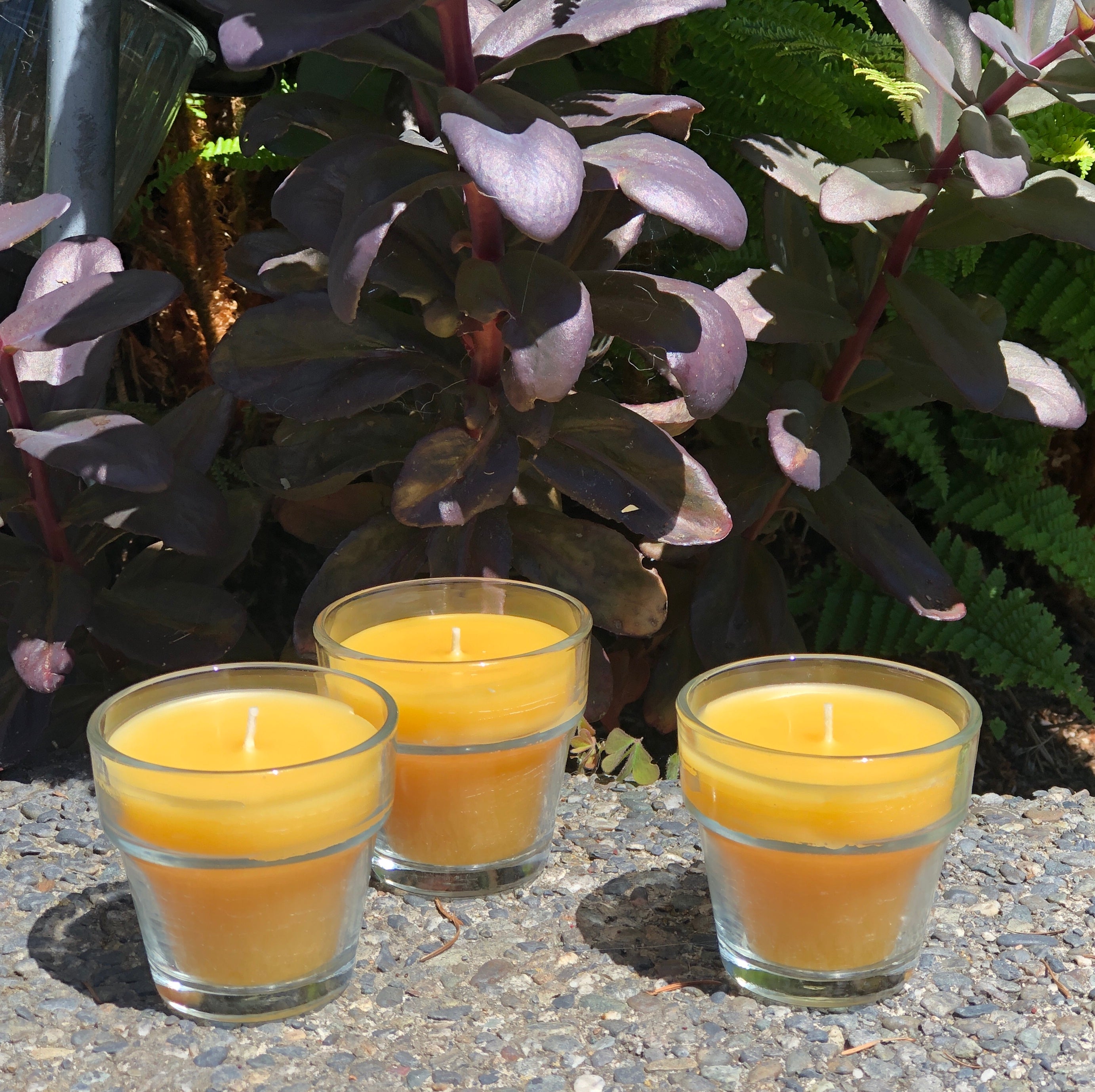 plant pot candles Flower Pot Candle – Golden Light Beeswax Candles